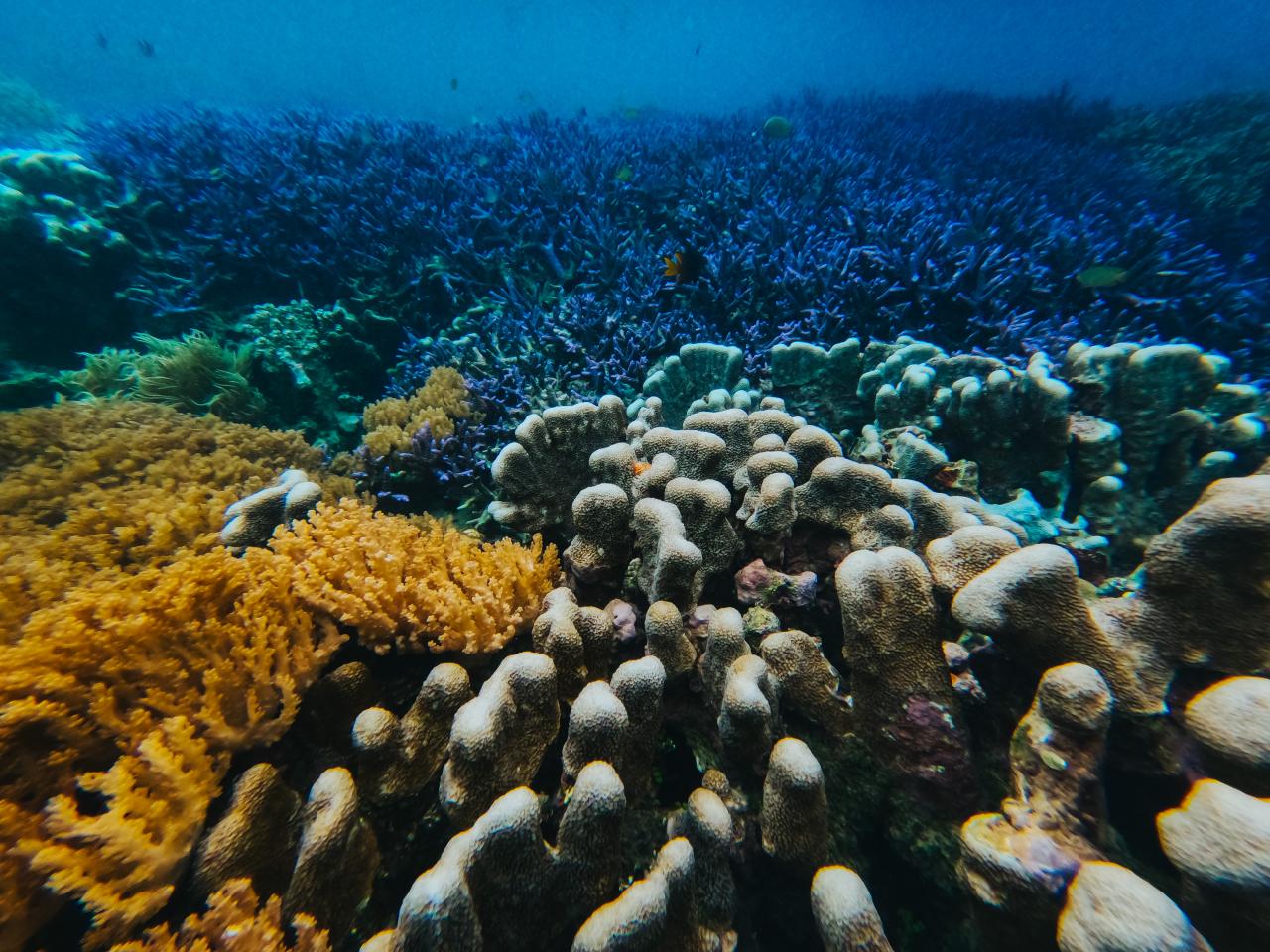 Foto Underwater - (Ada 0 foto)